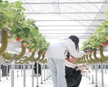 논산딸기축제_22