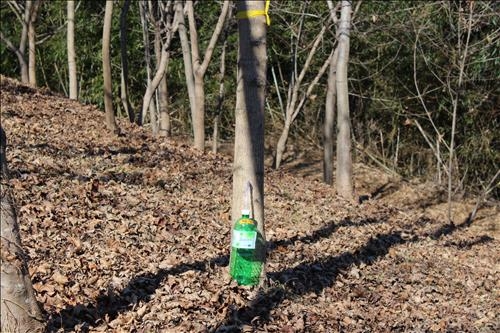 고로쇠물 효능 부작용 유통기한 먹는방법 구입방법 채취방법
