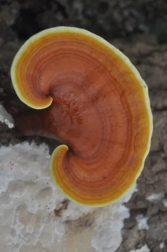 영지버섯 재배 배양 관리 온도 유지 건조 보관_11