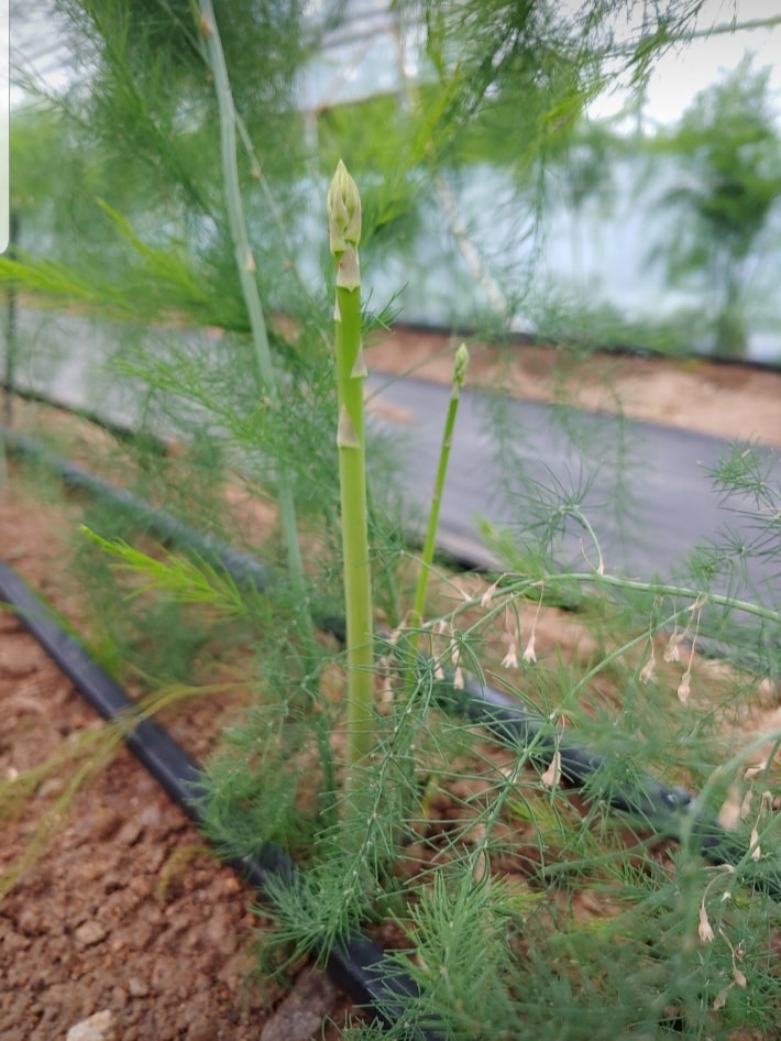 아스파라거스 효능-원활한 성생활