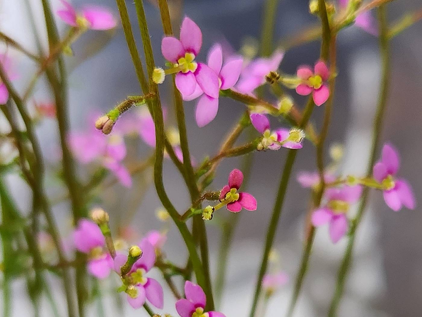 스티리디움 데빌레(스틸리디움) Stylidium