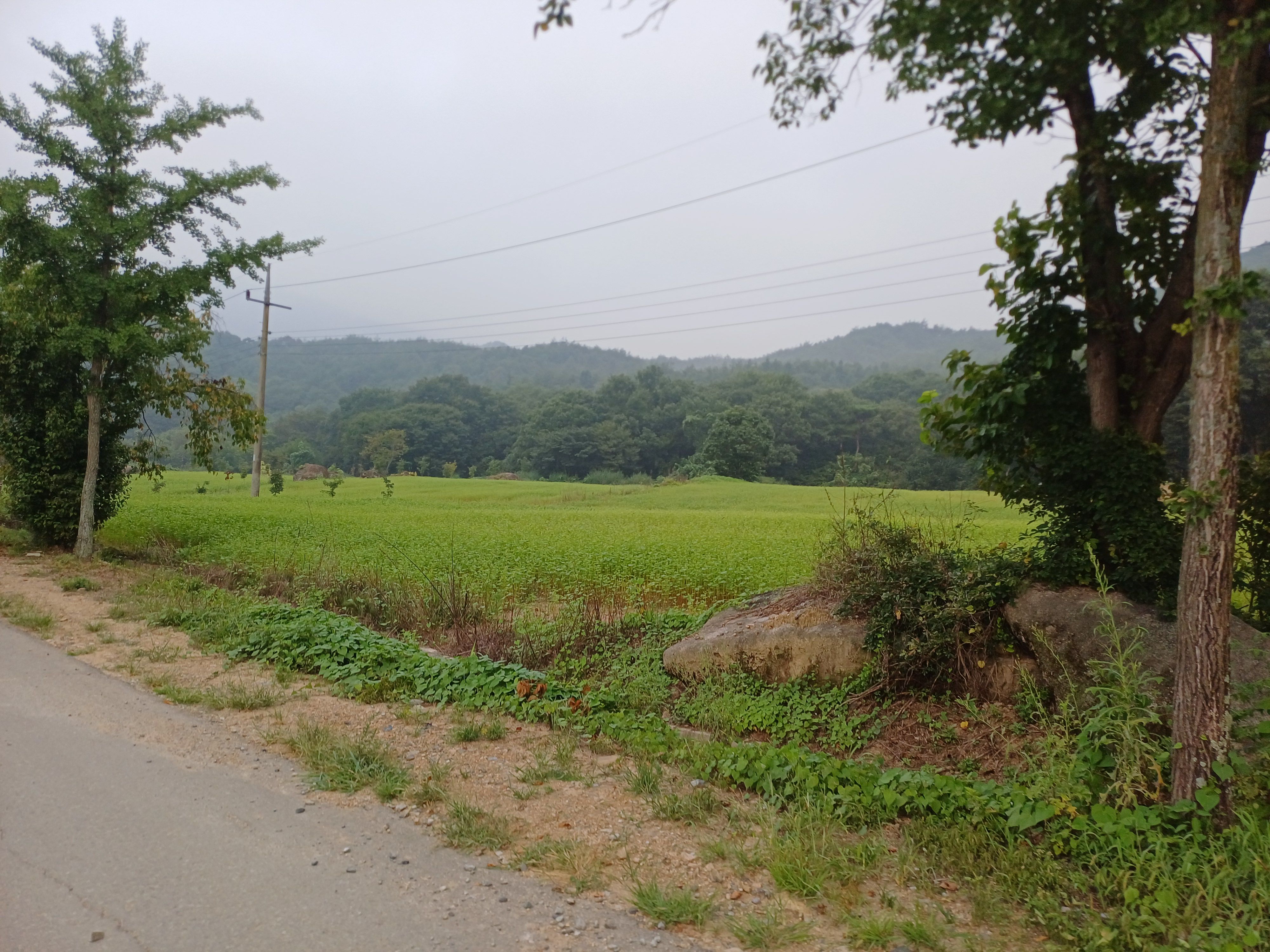 연밭 너머로 이어진 산등성이와 박무, 부드러운 아침 풍경