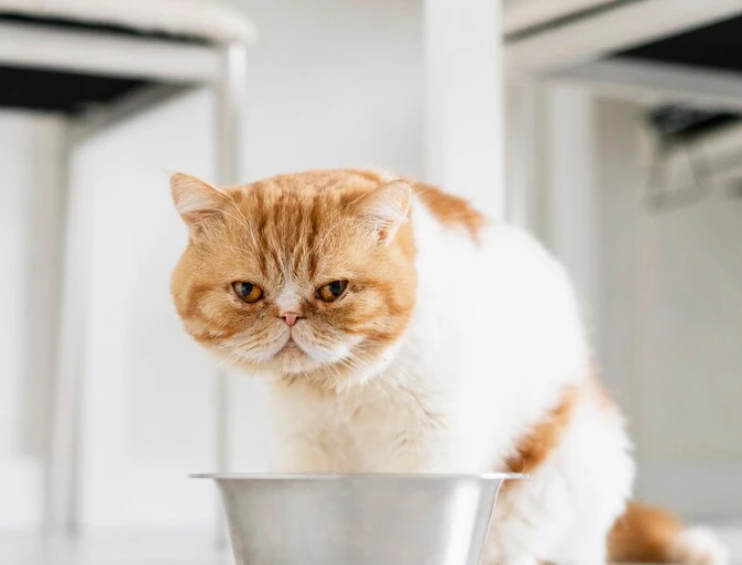 우리집 댕댕이, 냥냥이 간식에 30개월 이상 미국산 소고기! 안전할까?