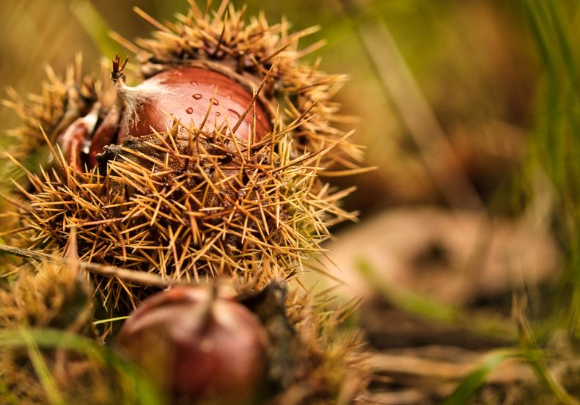 산으로 밤을 주우러 갔다가 실종됐던 남성이 일주일 만에 숨진 채 발견됐다. 본 기사와 무관한 이미지. [사진=픽사베이]