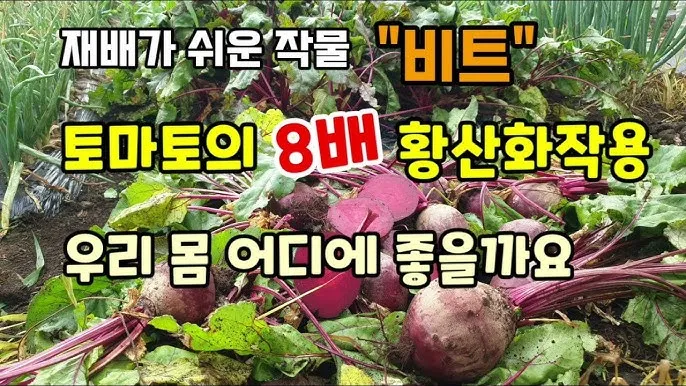 비트 재배 씨앗 불리기 발아 촉진 솎아 내기_3