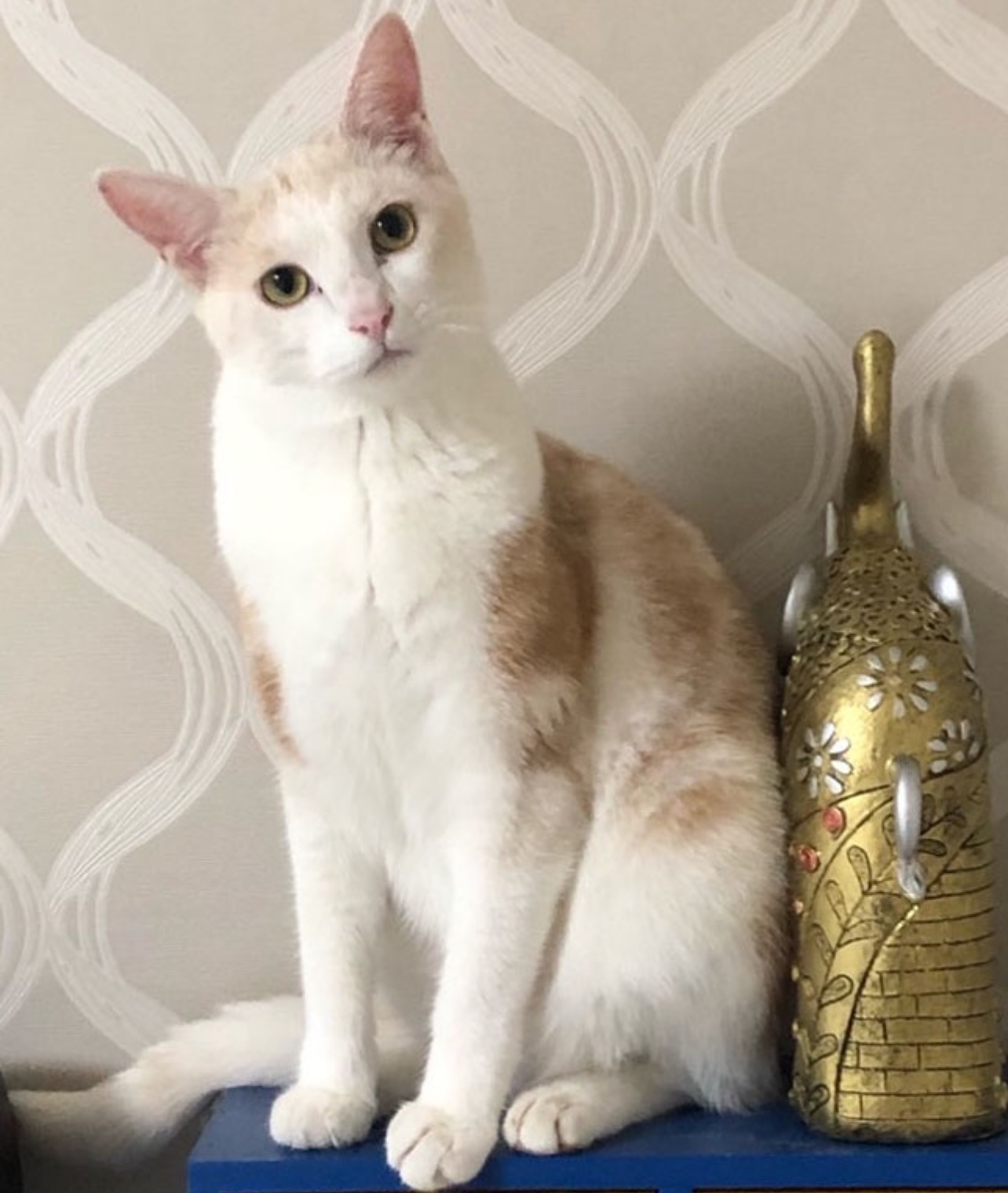 고양이 모래가 결막염의 원인이 될 수 있다.