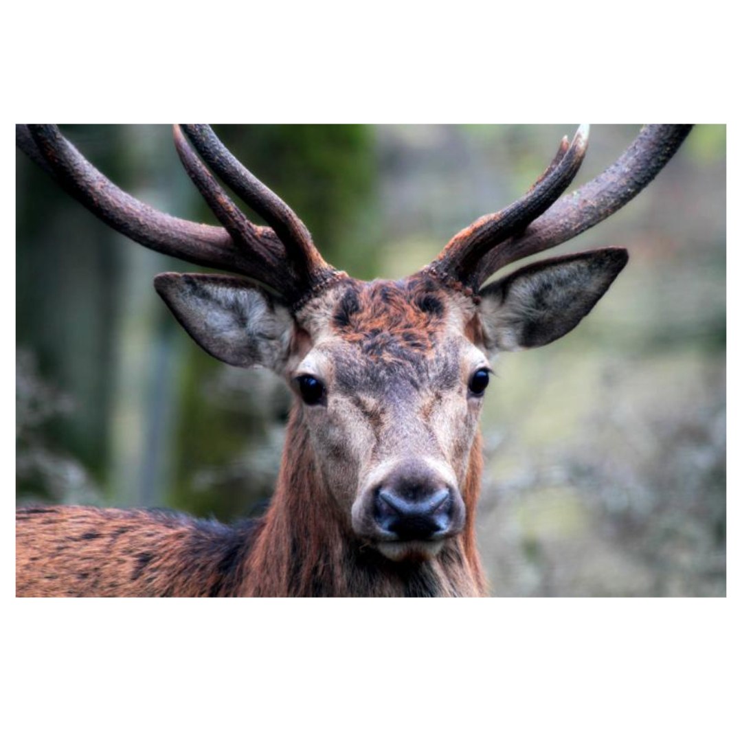 공진단과 관련된 사진입니다.