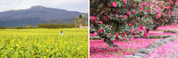 제주 동쪽 vs 서쪽 꽃축제 비교