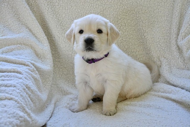 강아지 슬개골 탈구&amp;#44; 단계별 심화 증상과 우리 아이의 고통 신호