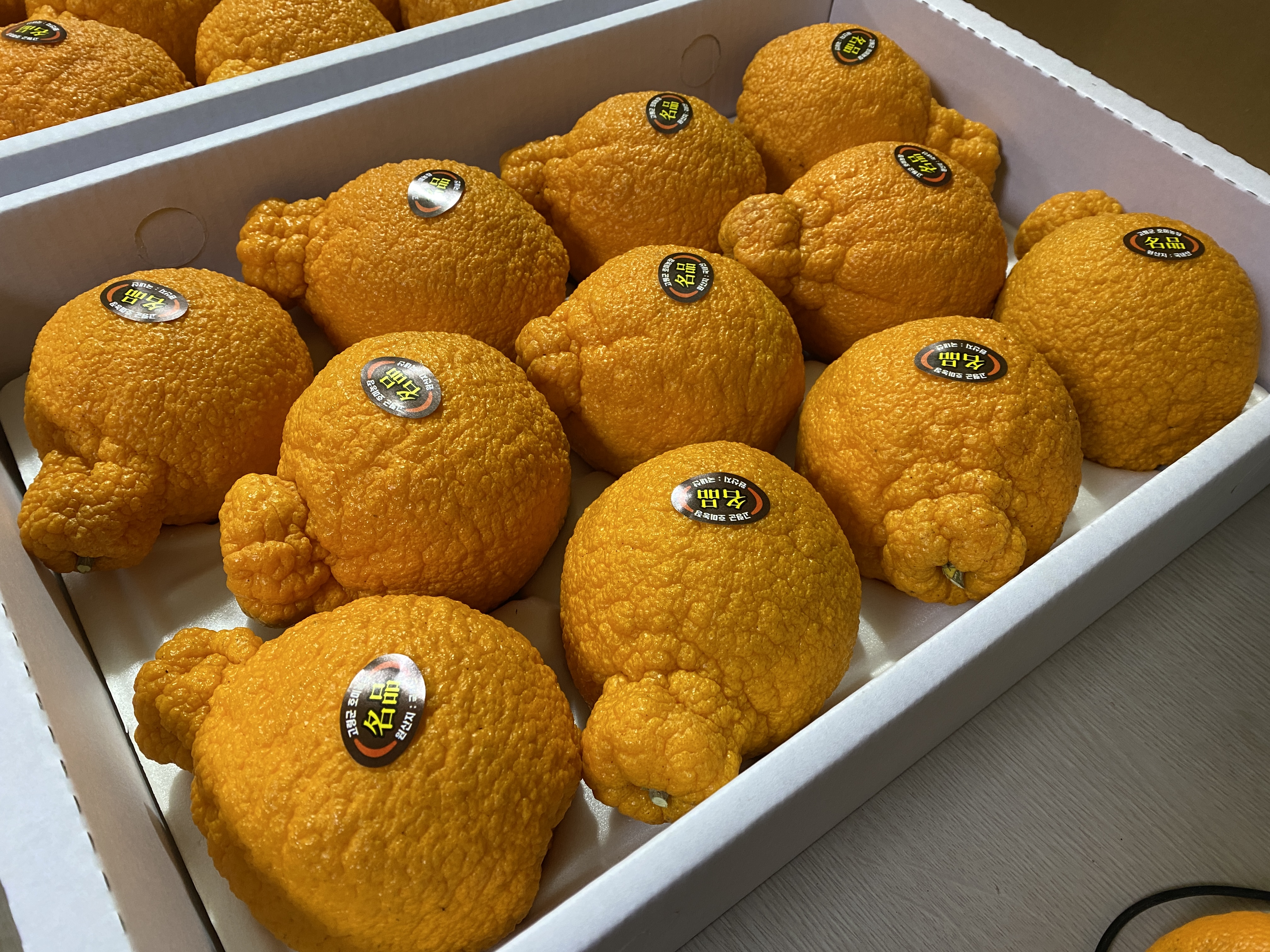 설선물용한라봉