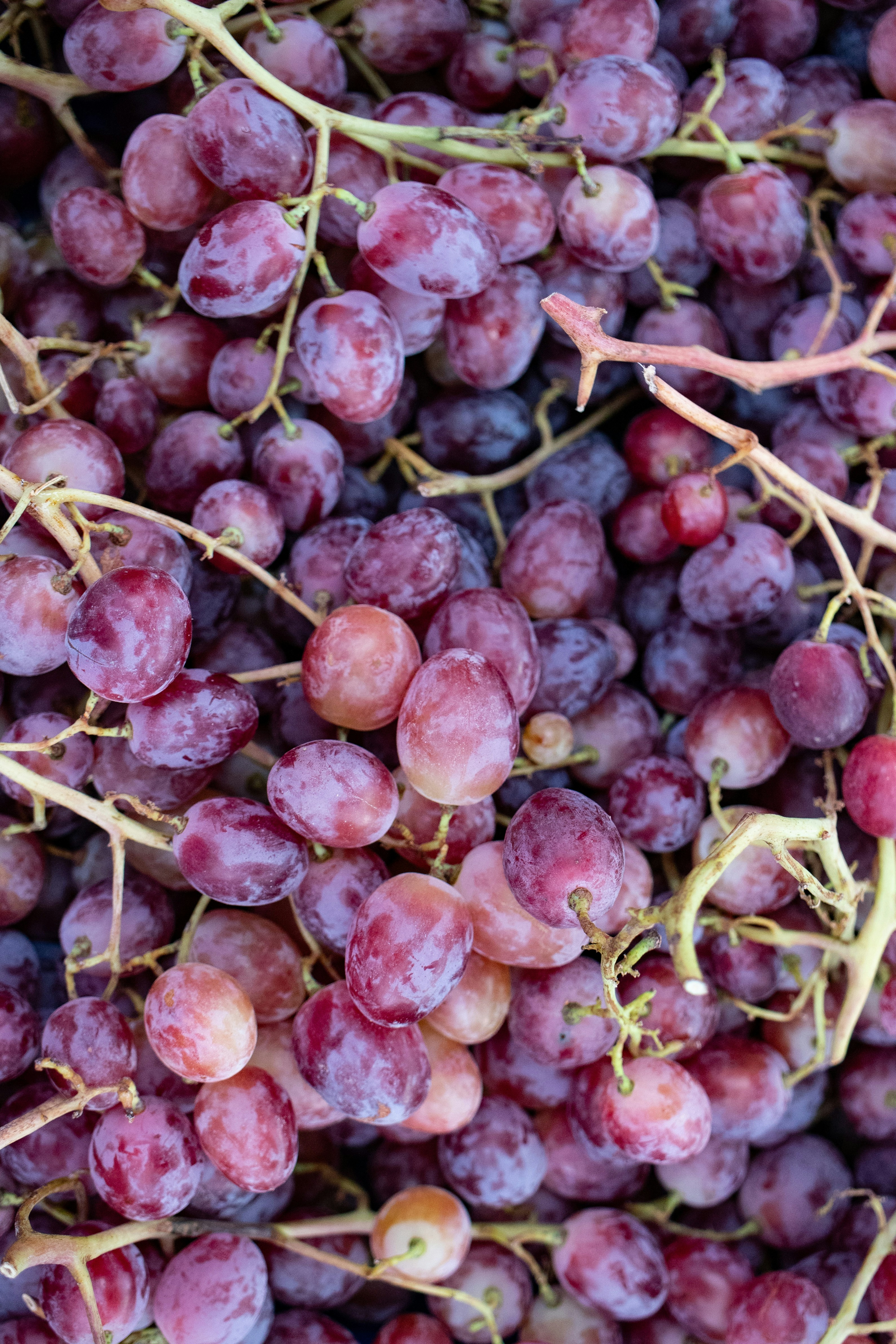 포도 수확시기와 포도 효능 총정리