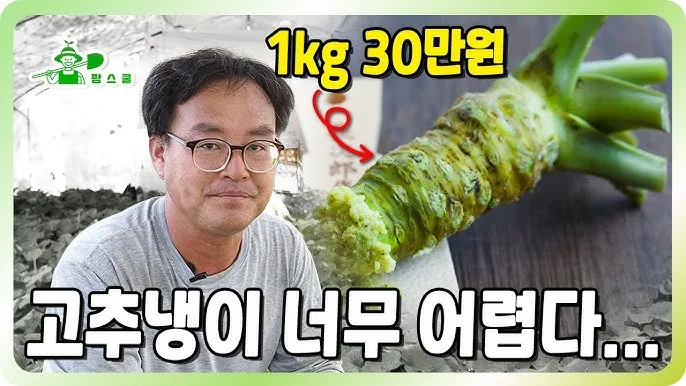 냉이 재배 가을 파종 월동 보온 봄 수확_6