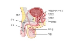 전립선비대증 치료와 좋은음식 총정리