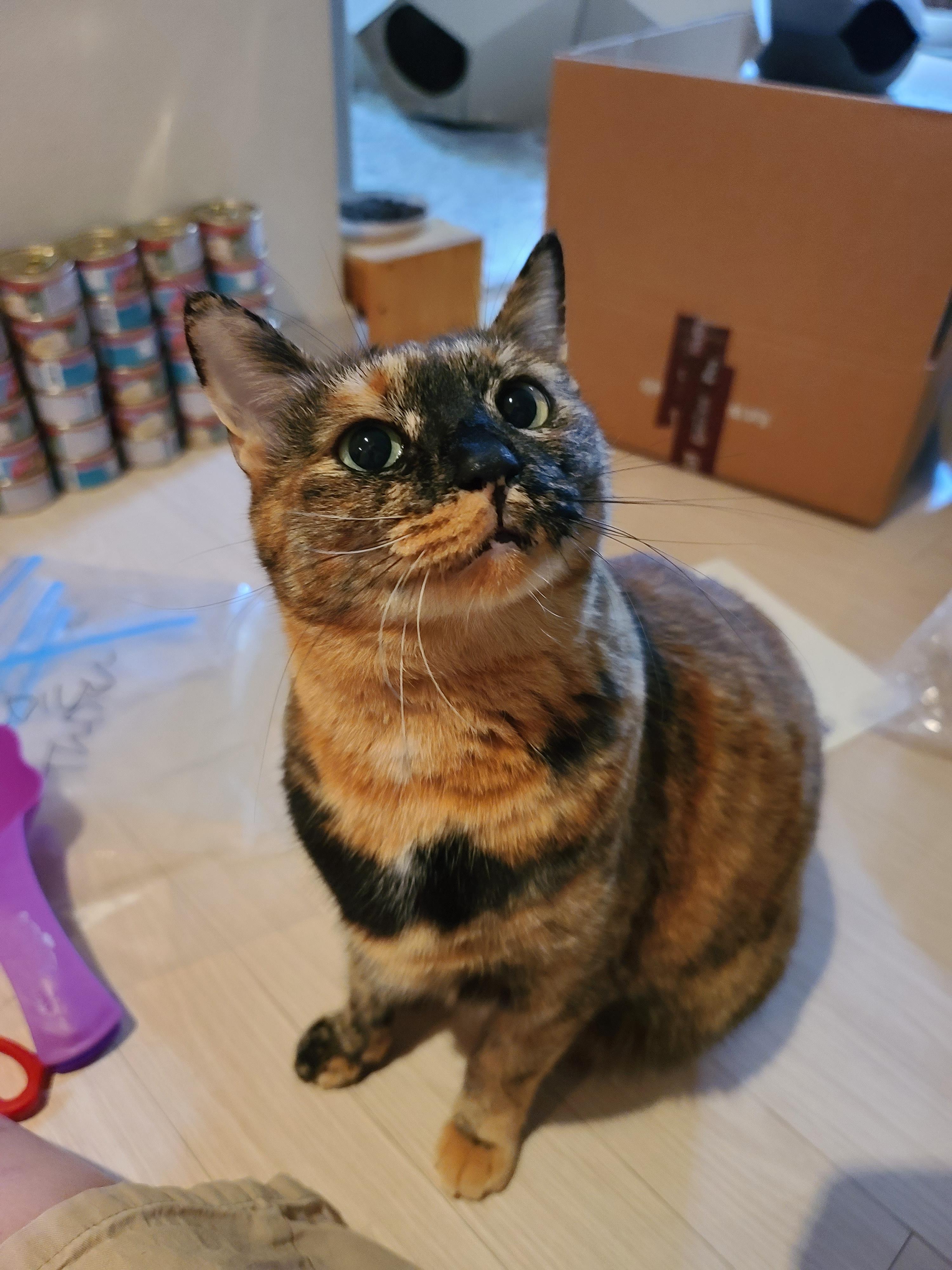 '기다려' 하는 먹보 고양이. 카오스 소심냥 사랑이.