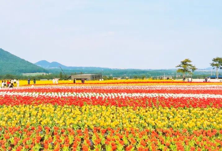 보롬왓 튤립 꽃밭