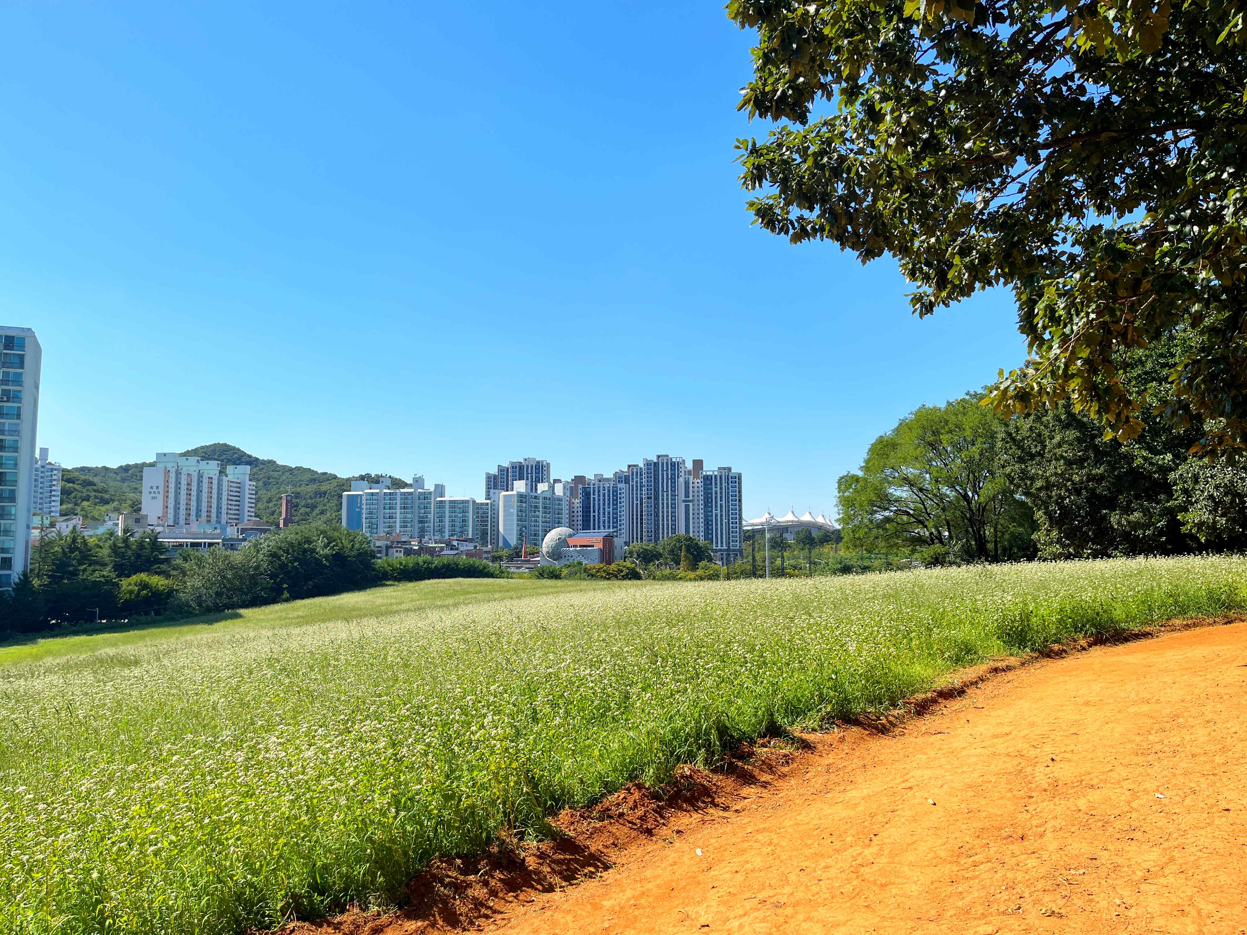 인천 선학동 메밀꽃