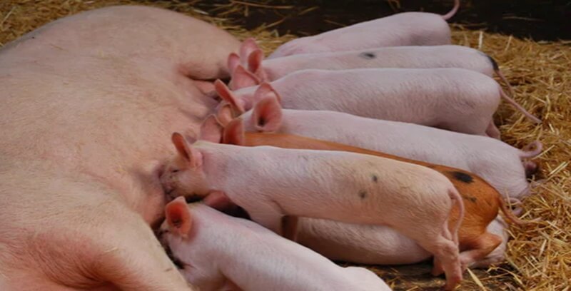 돼지꿈 꿈해몽 태몽 길몽 길운 10가지 정리.두번째