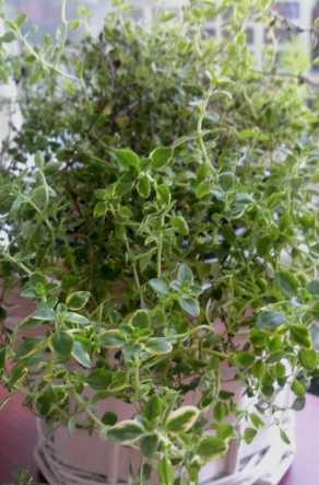 날파리 모기퇴치 식물