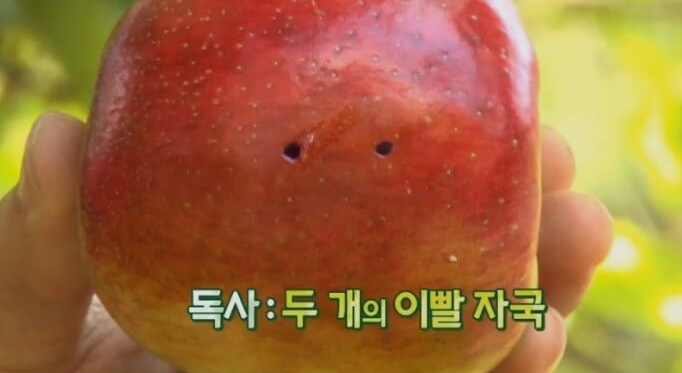 뱀에-물렸을때-주의사항