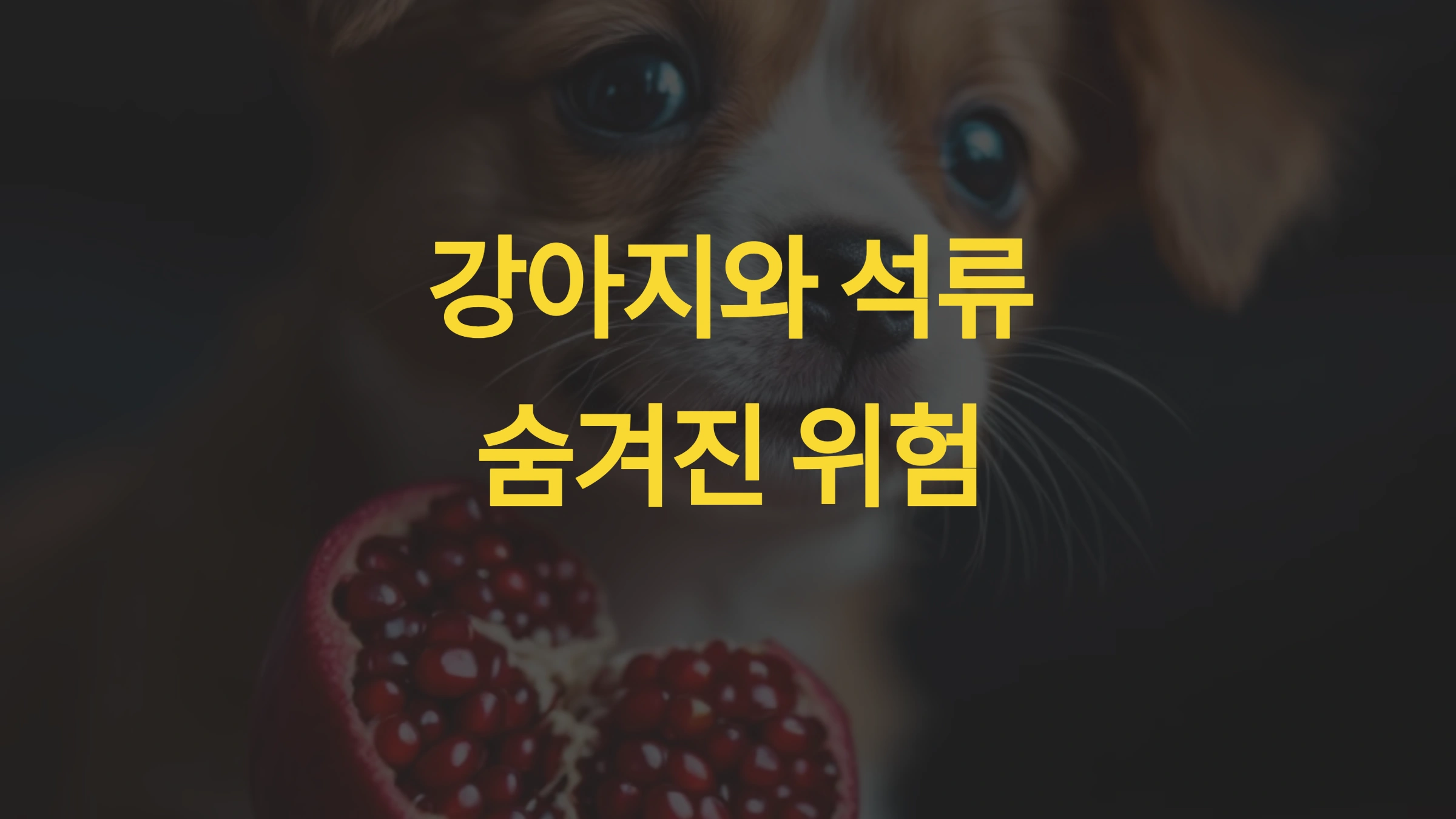 강아지가 석류를 먹으면 나타날 수 있는 위험