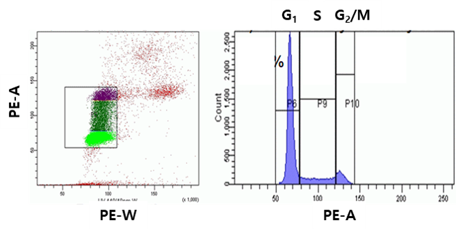 세포주기 (Cell cycle) Gating