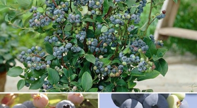 블루베리이미지