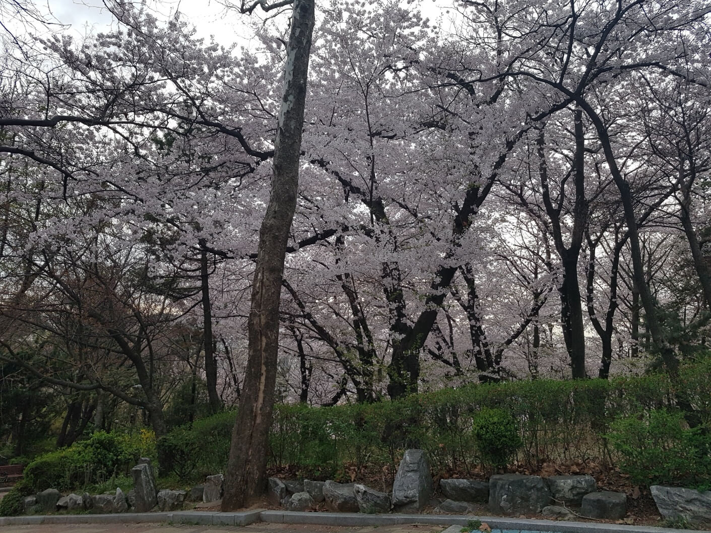 2025년 벚꽃 개화 시기와 벚꽃놀이 가성비