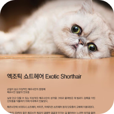 엑조틱 숏헤어 고양이 이미지 출처: 세계시사뉴스통신