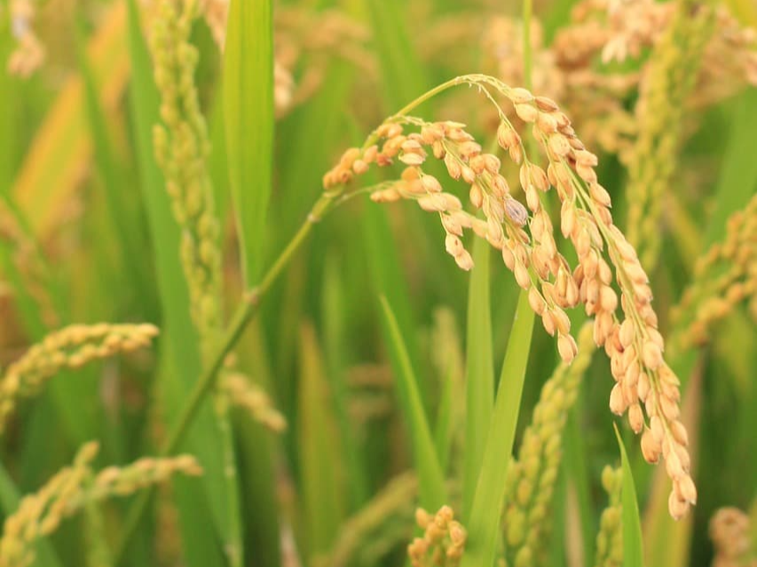 상황버섯 쌀 먹는 방법 및 조리법