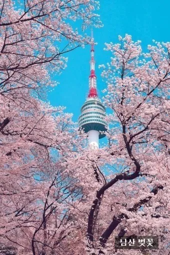 서울 벚꽃 명소 추천 베스트10_25