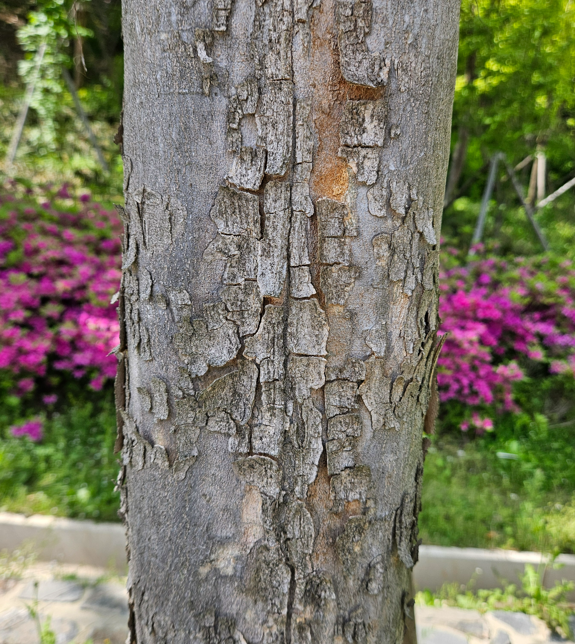 네군도단풍 수피1