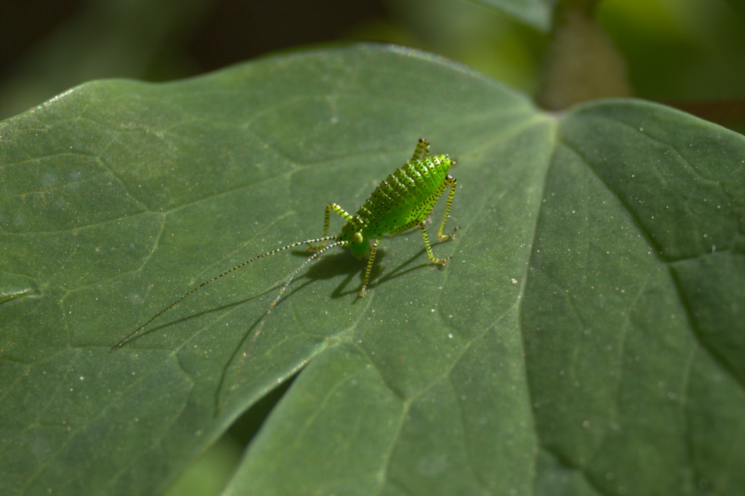 Aphid.