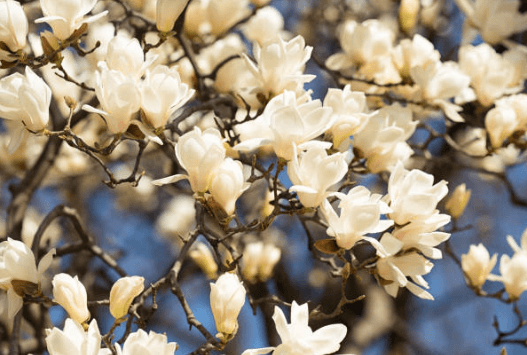 봄에 피는 꽃 순서