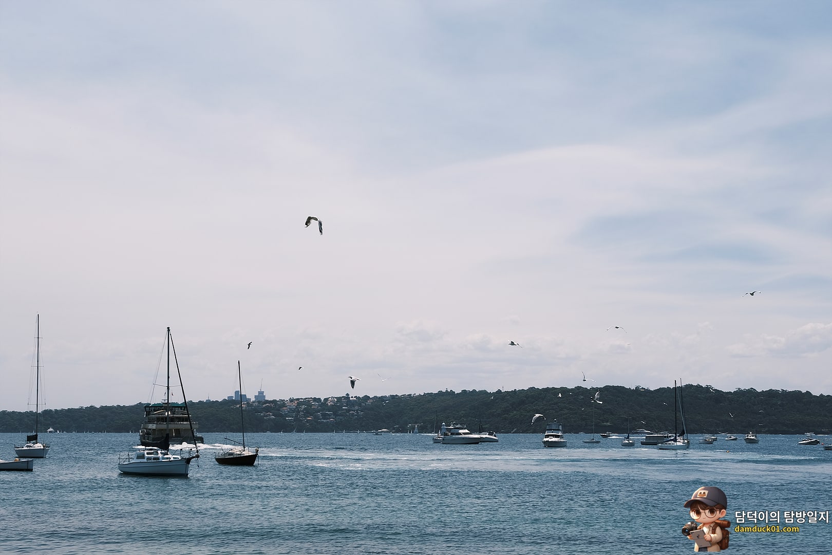 로즈 베이 비치 (Rose Bay Beach)