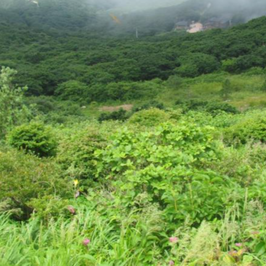 2024 단풍절정시기 지리산 단풍 절정 노고단 예약 필수 3