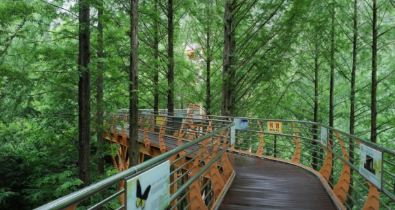 대전 장태산 자연휴양림 스카이웨이