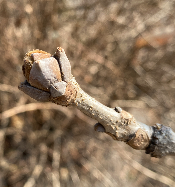 물푸레나무 겨울눈