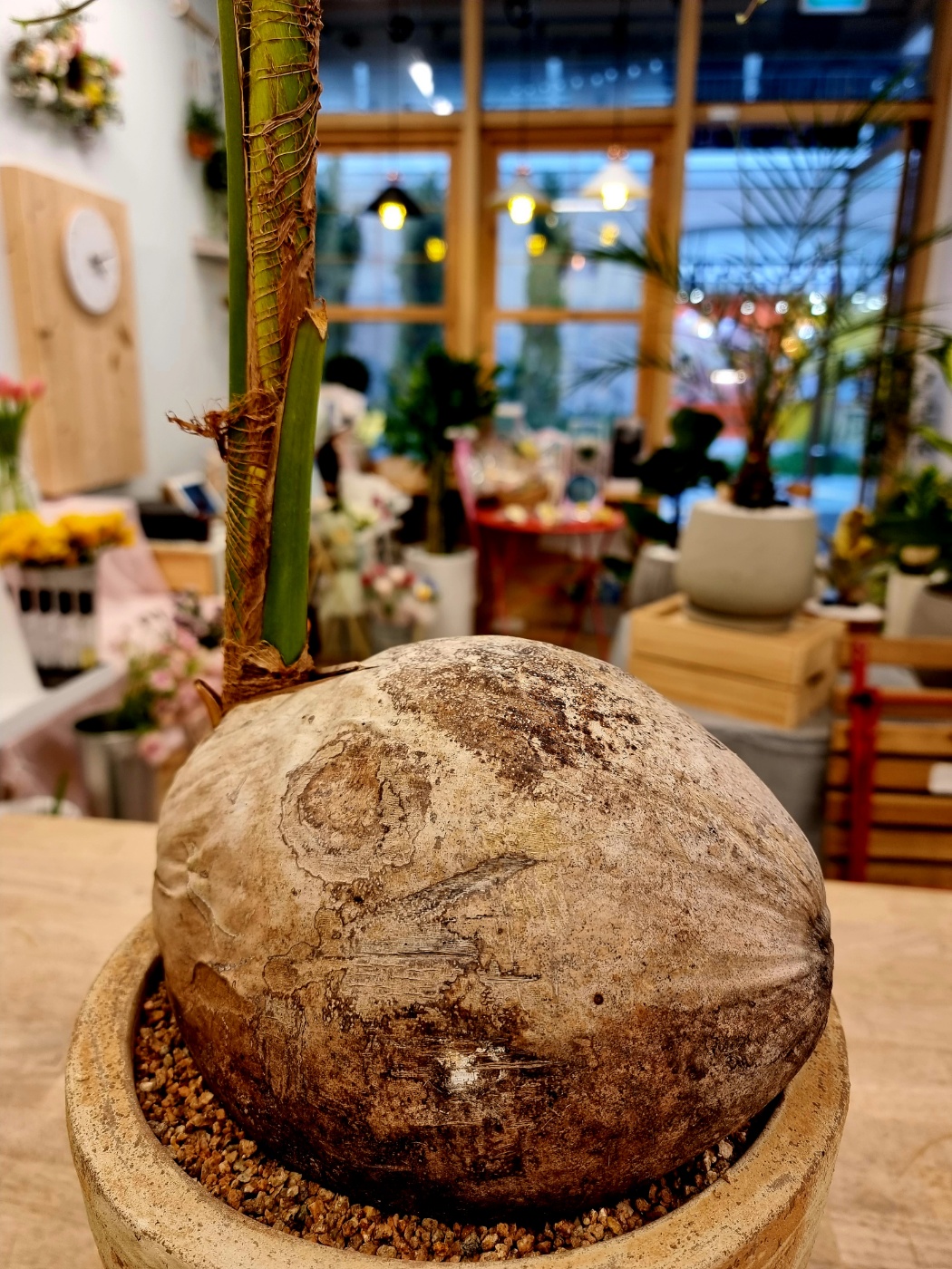 coconut palm tree