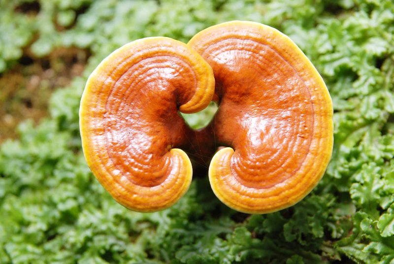 자연산 영지버섯 건강 효능