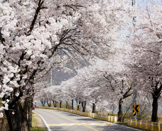 광주 벚꽃
