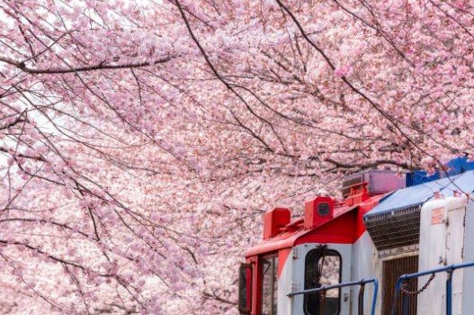 2026 진해군항제