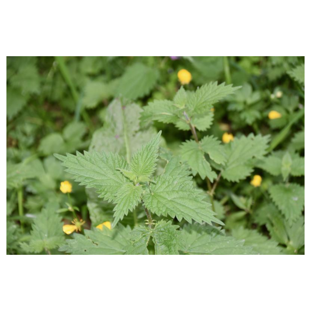 공진단과 관련된 사진입니다.