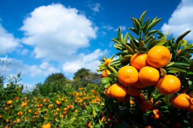 제주 감귤