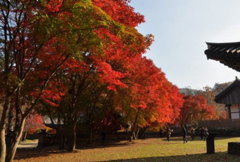 가을에 꼭 가야하는 단풍이 유명한곳 BEST 5곳