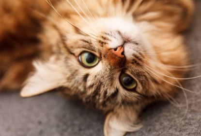 쳐다보는 고양이