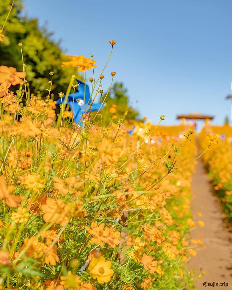 가을 여행지 코스모스 꽃구경 추천 장소