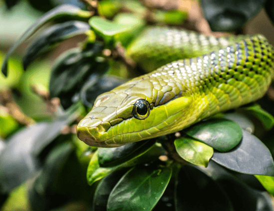구렁이 나오는 꿈