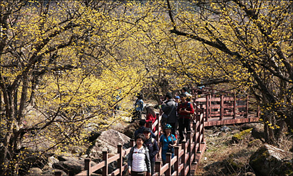 산수유꽃축제