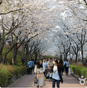 2024년 벚꽃축제 ; 석촌호수 벚꽃축제, 여의도 벚꽃축제, 청풍호 벚꽃축제, 경포호 벚꽃축제, 이월드 벚꽃축제, 진해군항제 벚꽃축제