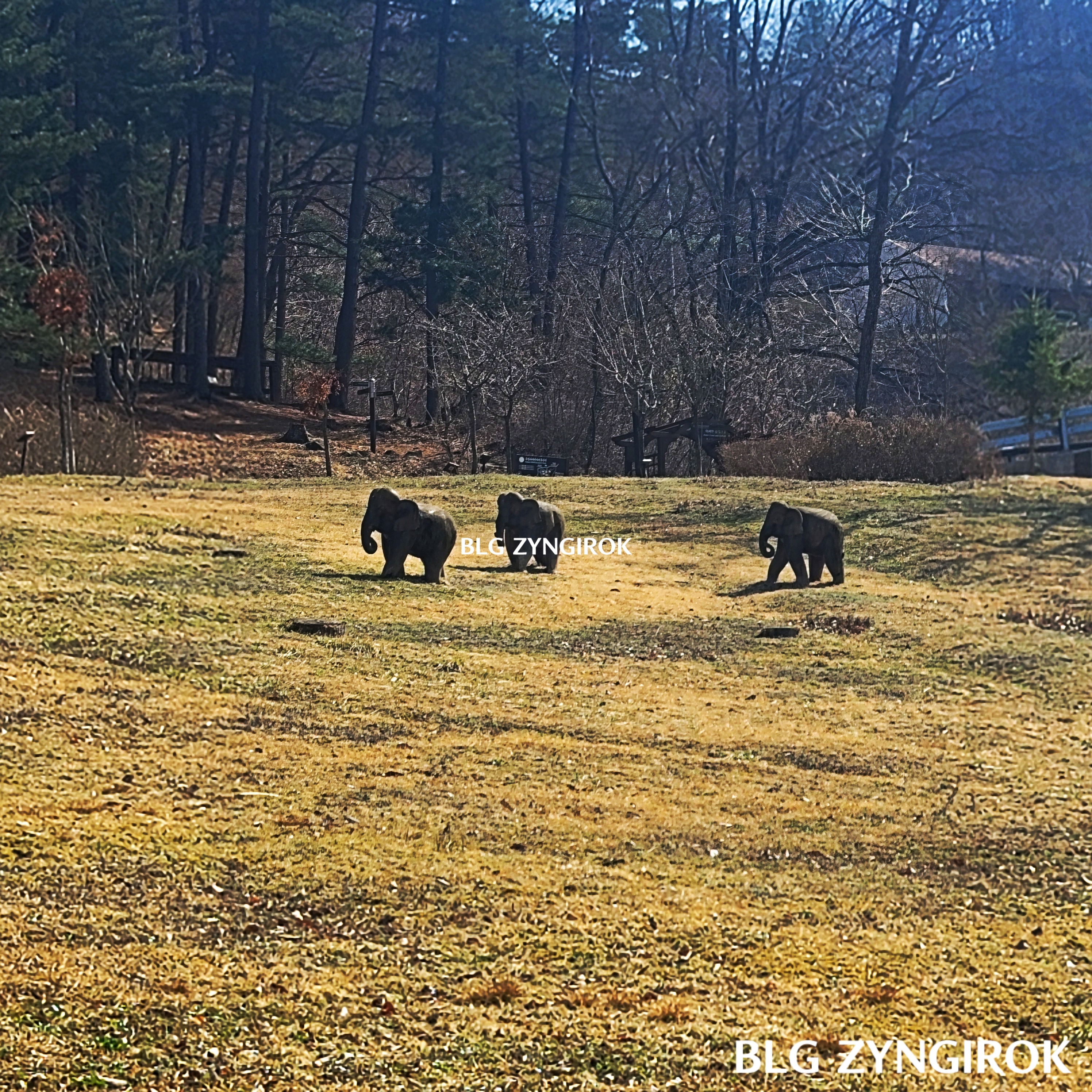국립-아세안-휴양림-코끼리-조형물들이-전시되어있다.